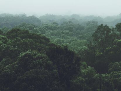 Envases neutros en carbono: el firme compromiso de la industria para ayudar a mitigar el cambio climático