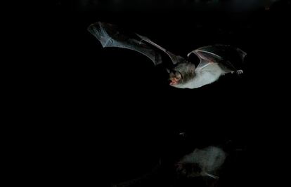 El murciélago patudo es el único queróptero de la península capaz de pescar peces. La situación de la especie en España es pésima, según los expertos.