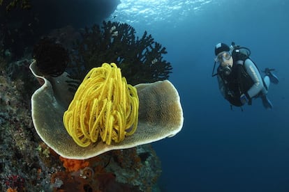 Más de 1.200 especies de peces y 600 de coral (el 75% de las variedades conocidas) se han catalogado en los fondos marinos de las islas Raja Ampat (Indonesia). El ecosistema es tan diverso que un submarinista alcanzó aquí el record de especies de peces vistas en una hora: 283.