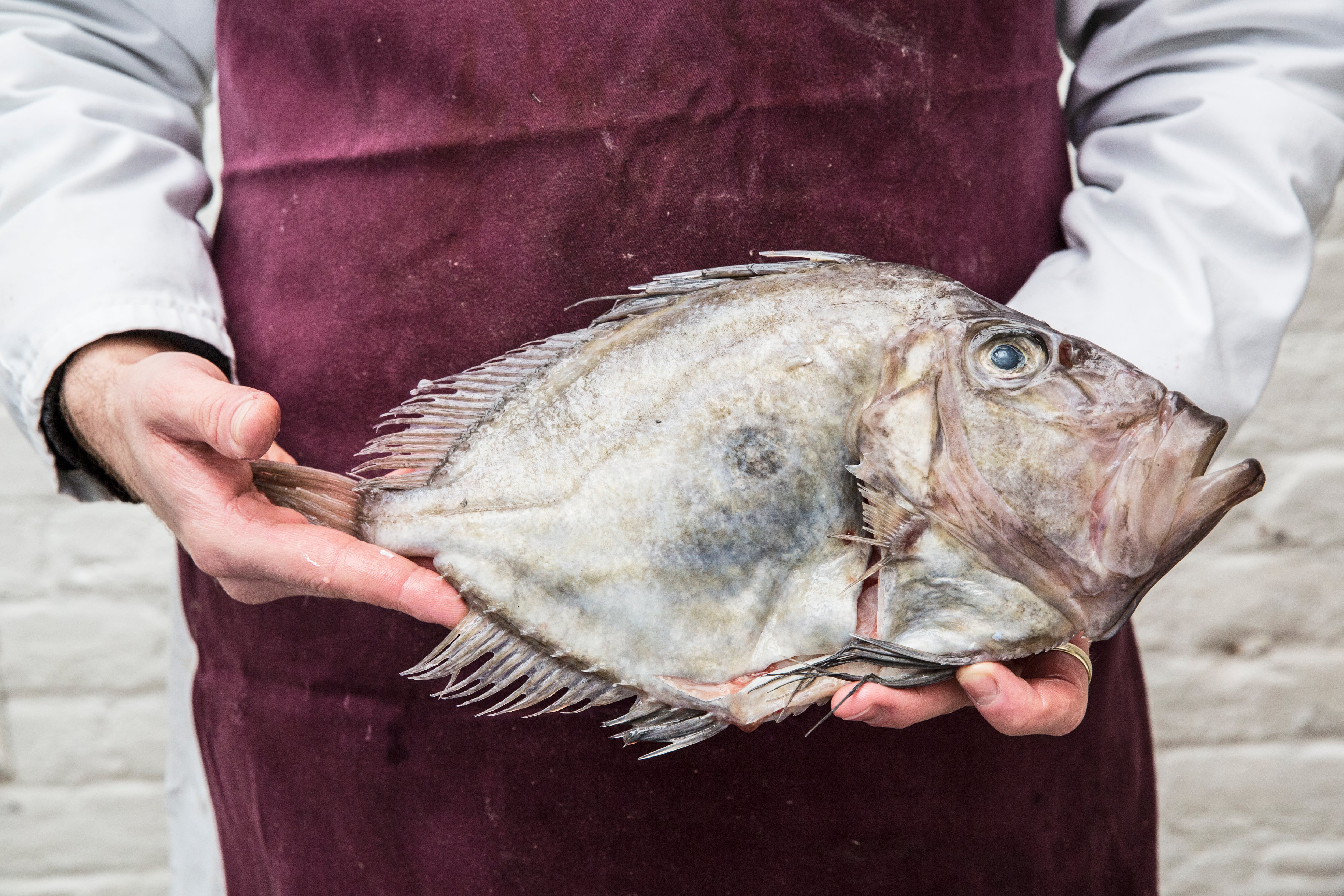 Exquisito y sin espinas en la carne: así es el gallo San Pedro, un pescado poco conocido que “está bueno de todas las maneras”