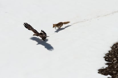 Un zorro persigue en los Alpes a un águila real, <i>Aquila chrysaetos.</i> El ave comienza a alzar el vuelo con una marmota que había capturado el zorro que la persigue y que el águila le ha robado.