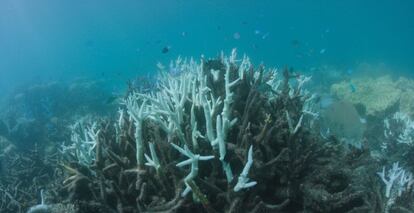 El blanqueo mató el año pasado al 22% de los corales de este ecosistema que se extiende por 2.300 kilómetros , aunque el daño ha sido mayor en la franja de 700 kilómetros que se extiende al norte de Port Duglas, donde dos tercios de los corales han sido arrasados.
