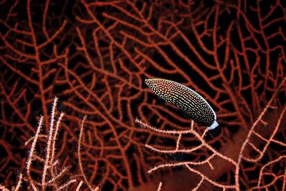 Anampses lineatus, también conocido como pez labrido de líneas. La imagen fue capturada en el parque nacional Ras Muhammad, de Egipto, en septiembre de 2010.