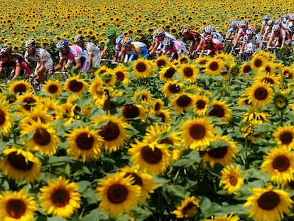 Pelotón del Tour de Francia en 2009. 