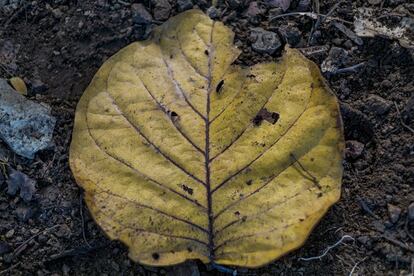 La hoja yace mostrándonos el árbol al que perteneció y se descompone para que la vida continúe en un bosque en Los Naranjos, Nicaragua