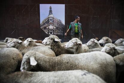 Un pastor supervisa el paso del rebaño por unas de las calles de la capital.