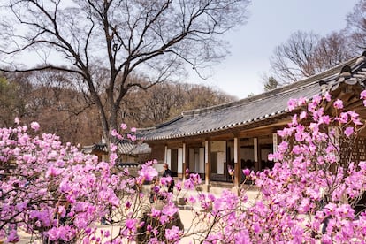 Primavera en el Palacio Real de Changdeokgung, en Seúl.