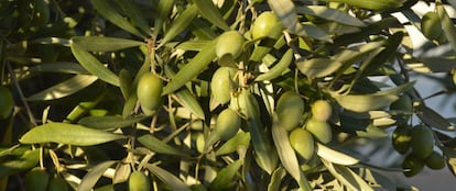 Olivos en el campo