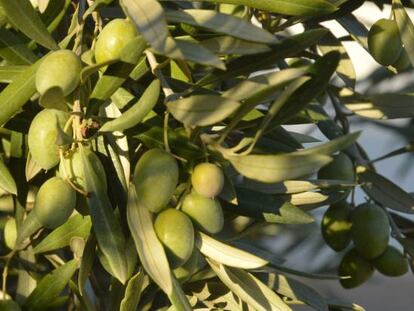 Olivos en el campo