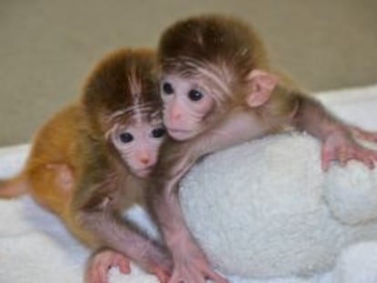 <i>Roku</i> y <i>Hex</i>, los macacos con seis padres.