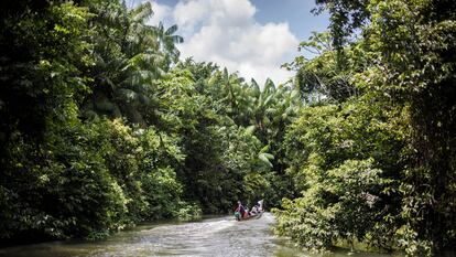 Una embarcación navega entre la selva, en el Chocó (Colombia).