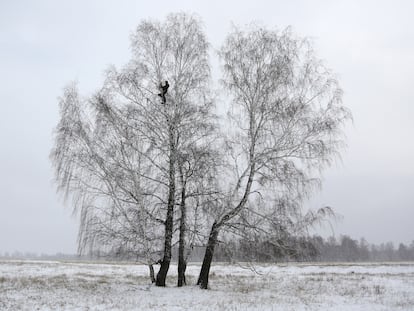 Alexei Dudoladov, en lo alto del abedul en el que encuentra conexión móvil, en Omsk, una región de Siberia