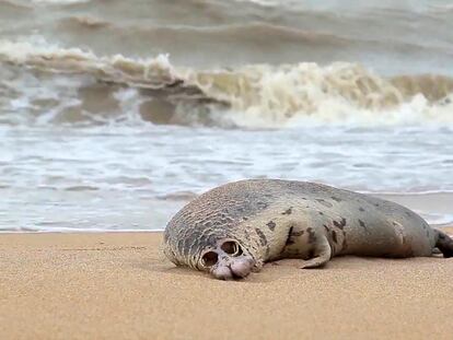 Una de las focas halladas muertas en una playa de Majachkala, Daguéstán, el 11 de diciembre.