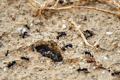 Las hormigas pueden cavar largos túneles que duran décadas en buen estado