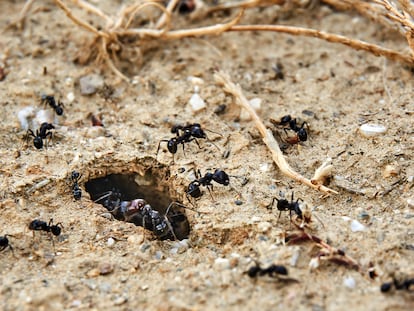 Las hormigas pueden cavar largos túneles que duran décadas en buen estado