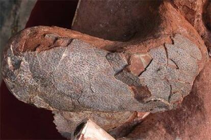 Uno de los dos huevos, el izquierdo, encontrado dentro de un fósil de oviraptosaurio hembra.