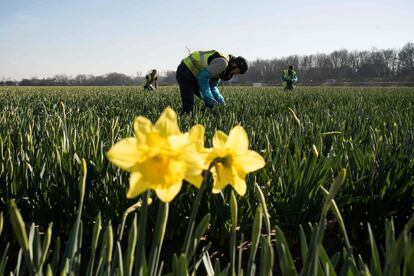 Un trabajador recolecta narcisos en la granja Taylors Bulbs cerca de Holbeach en el este de Inglaterra, el 25 de febrero de 2019.