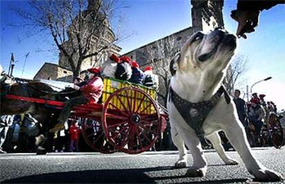 Carruajes y animales domésticos, protagonistas de la tradicional fiesta de los Tres Tombs en el distrito de Sant Andreu.