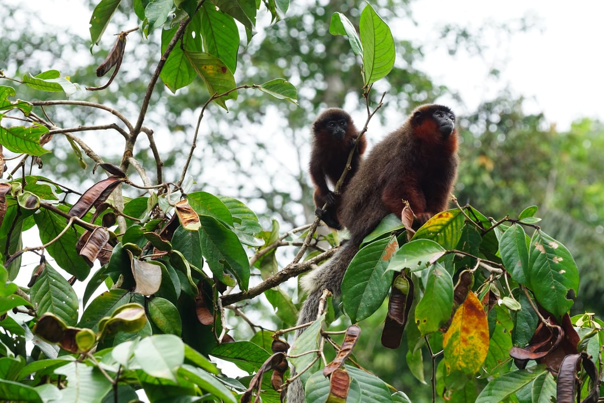 Por qué estos monos tití son fieles a su pareja durante toda la vida |  Ciencia | EL PAÍS