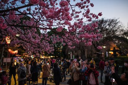 Algunos expertos alertan de que estos emblemáticos árboles están ahora amenazados por un coleóptero venido del extranjero. En la imagen, la gente hace fotografías de los cerezos en flor en el parque Ueno de Tokio (Japón), el 25 de marzo de 2018.