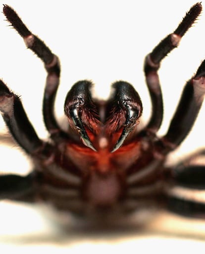 Los quelíceros de la araña de Sidney son grandes y afilados como dagas. Con ellos inyecta un veneno neurotóxico letal para los humanos y otros primates.