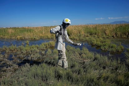 Un hombre busca larvas de mosquito en los humedales al norte del aeropuerto de Salt Lake City (Utah), en agosto de 2023.