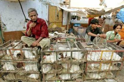 Vendedores en un mercado de aves en Nueva Delhi (India).