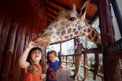 Una niña alimenta a una jirafa de Rothschild en el Centro de Jirafas en Nairobi (Kenia), el 9 de abril de 2018.