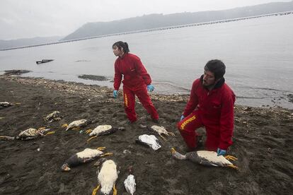 Dos voluntarios trabajan en la isla de Chiloé el pasado 8 de mayo.