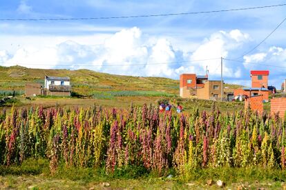 El cultivo de la quinoa es uno de los medios de vida de las comunidades del altiplano boliviano. Muy a menudo, para el autoconsumo.