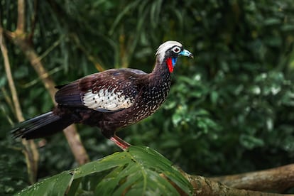 Aves de la selva atlántica