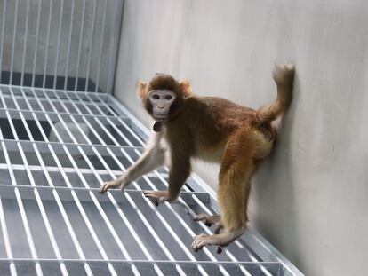 El mono 'Retro', fotografiado cuando tenía 17 meses.
