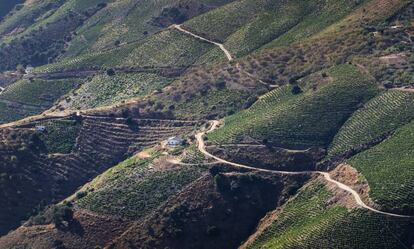 La Axarquía es uno de los paisajes más mágicos dedicados al cultivo de la uva moscatel en España. 