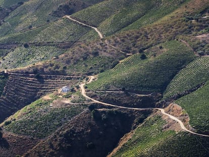 La Axarquía es uno de los paisajes más mágicos dedicados al cultivo de la uva moscatel en España. 