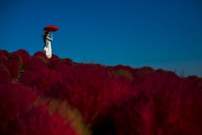 Las hojas de la coquia o artemisa roja (Kochia scoparia) colorean el paisaje del Seaside Park en Hitachi (Japón) el 26 de octubre de 2015.