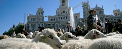 Un rebaño de ovejas pasa por delante de la Cibeles, frente al antiguo palacio de comunicación y actual sede del ayuntamiento