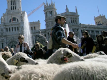 Un rebaño de ovejas pasa por delante de la Cibeles, frente al antiguo palacio de comunicación y actual sede del ayuntamiento