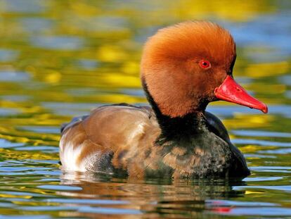 Un ejemplar de pato colorado. 