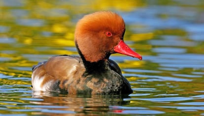 Un ejemplar de pato colorado.