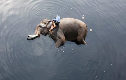 Un cuidador baña a un elefante en el río Yamuna en Nueva Deli (India). 