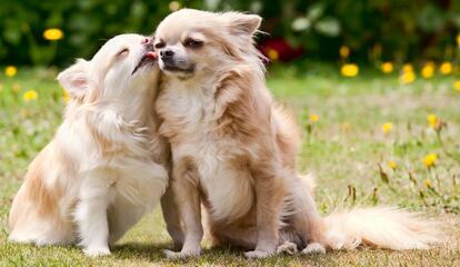 Una pareja de chihuahuas de pelo largo.