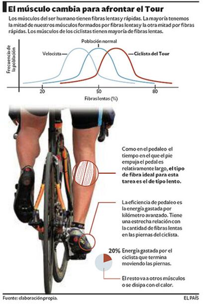 Los músculos del ser humano tienen fibras lentas y rápidas. En el caso de los ciclistas, los músculos tienen mayoría de fibras lentas.