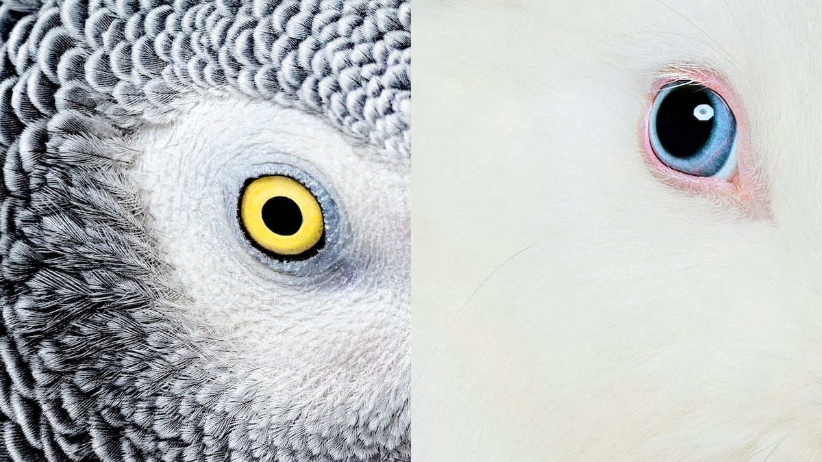Lo que vemos cuando miramos a los animales a los ojos