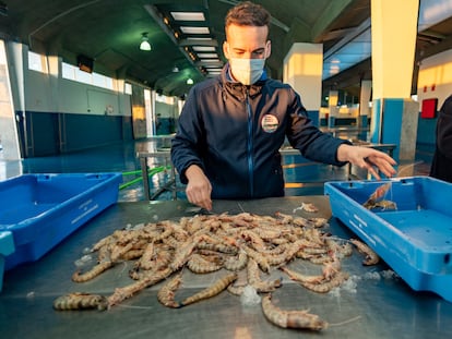 El marinero Juan José Palacios selecciona los langostinos de Sanlúcar capturados el pasado jueves, en la lonja del puerto de Bonanza, en Sanlúcar de Barrameda (Cádiz).