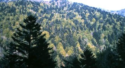 Bosque de coníferas (verde oscuro) y árboles caducos (verde claro) en Alsacia (Francia).