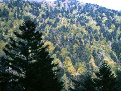 Bosque de con&iacute;feras (verde oscuro) y &aacute;rboles caducos (verde claro) en Alsacia (Francia). 