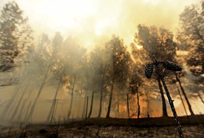 El fuego afecta una zona de pinos en la localidad de Carlet (Valencia), el domingo. Los incendios forestales de Cortes de Pallás y de Andilla han arrasado miles de hectáreas.
