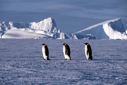 Tres pingüinos emperador, en una imagen del documental 