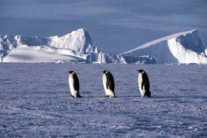 Tres pingüinos emperador, en una imagen del documental