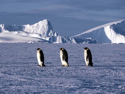 Tres pingüinos emperador, en una imagen del documental 